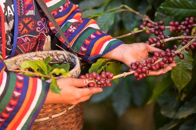 Good quality Arabica coffee on high mountain.