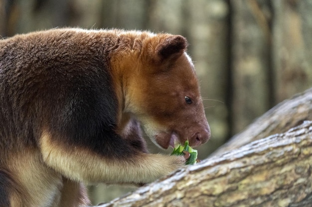 Goodfellow tree kangaroo close up