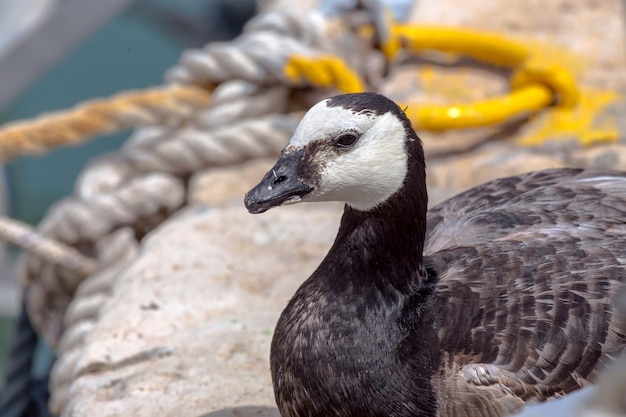 The goose Branta leucopsis canadensis