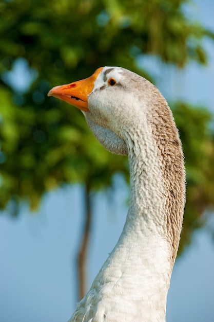 Goose close up. Head of a goose close up. A gander