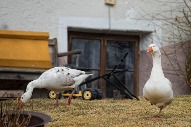 Goose close up portrait