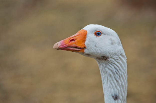 Goose close up portrait