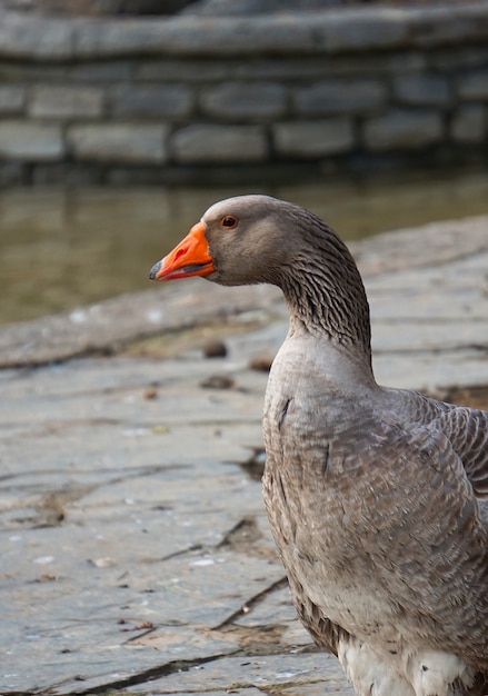 the goose duck in the lake in the park