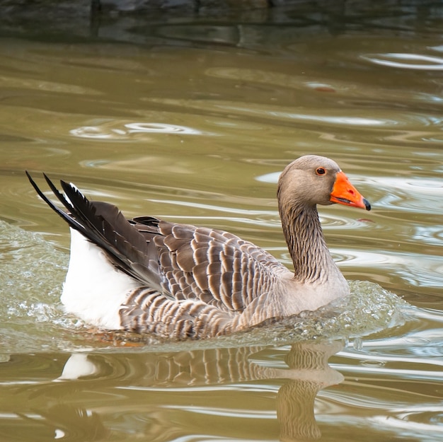 the goose duck in the lake in the park