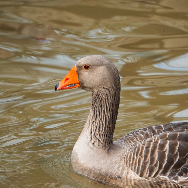 the goose duck in the lake in the park