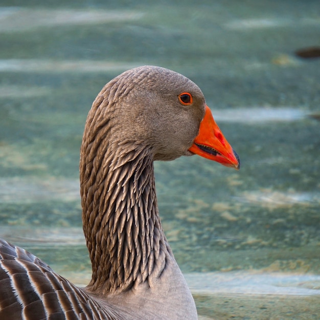                                 goose duck in the water