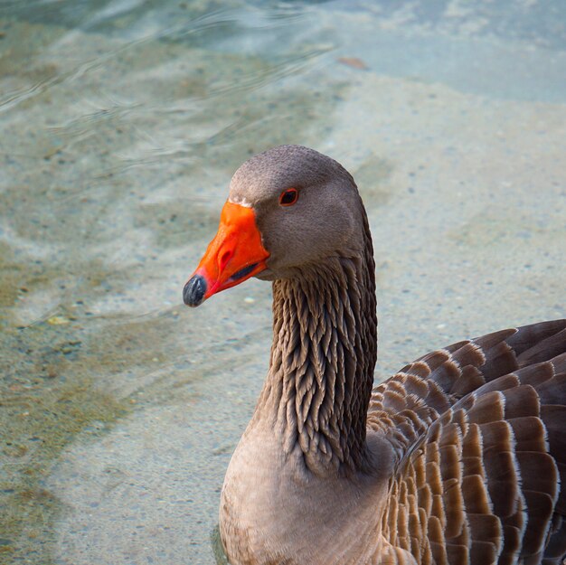                                goose duck in the water 