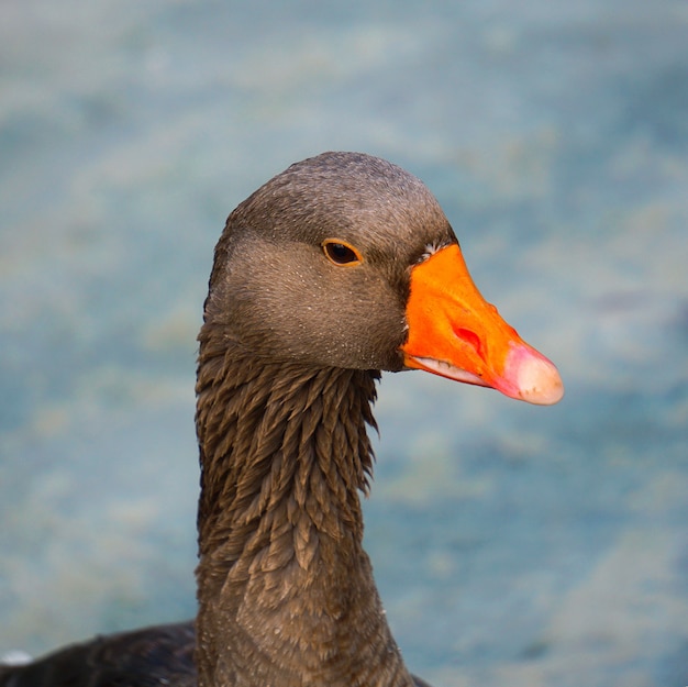                               goose duck in the water  