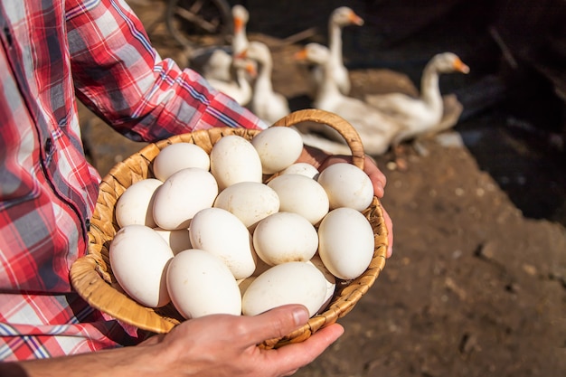 Goose eggs in the hands of a man