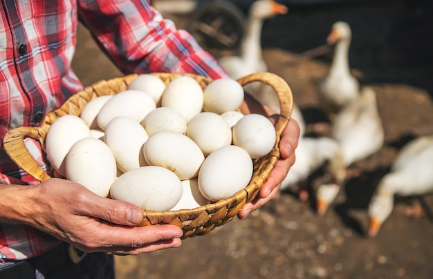 Goose eggs in the hands of a man