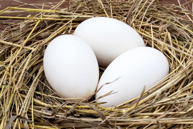 Goose eggs in a nest of hay