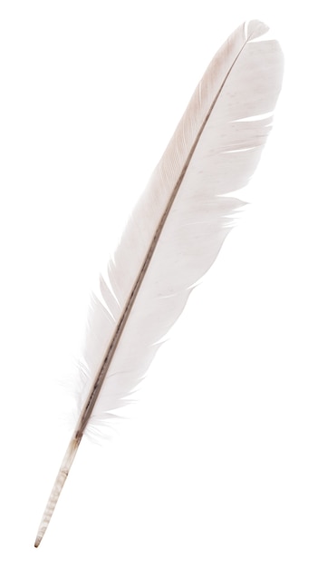 Goose feather isolated