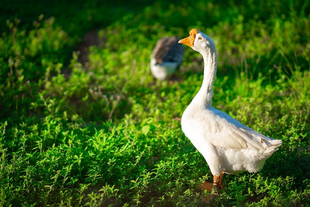 Goose flock