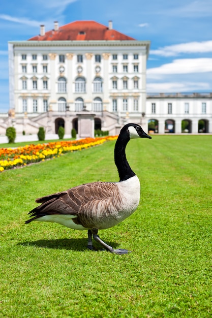 Goose in front of Nymphenburg Castle in Munich