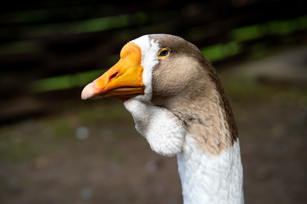 Goose head close-up on the background of nature.