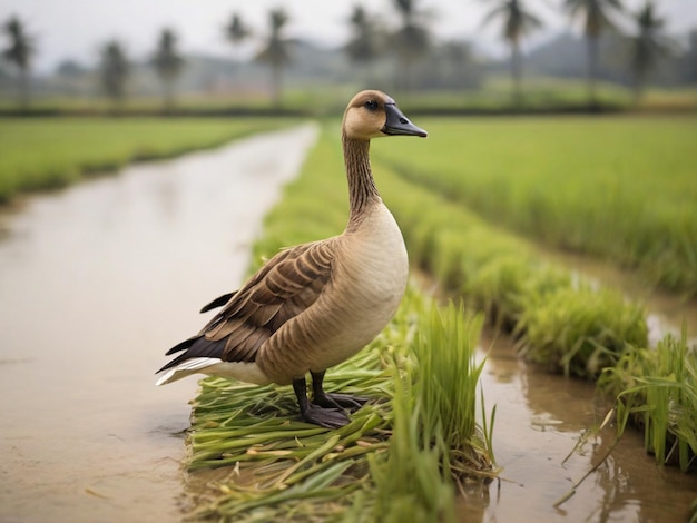 a goose is looking for food in the rice fields