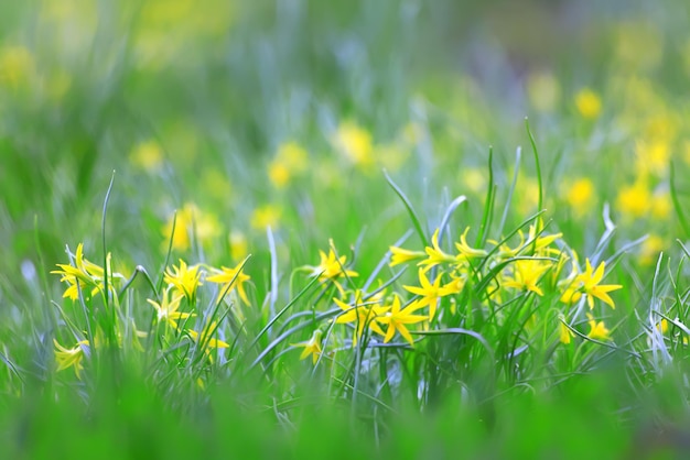 goose onion lawn background small spring yellow flowers