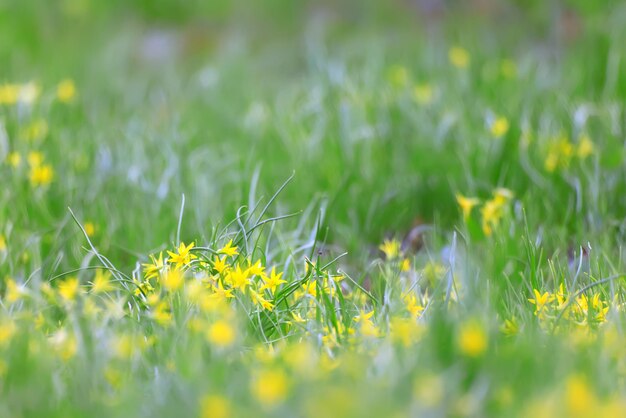 goose onion lawn background small spring yellow flowers