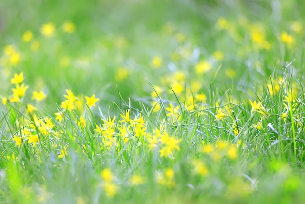 goose onion lawn background small spring yellow flowers