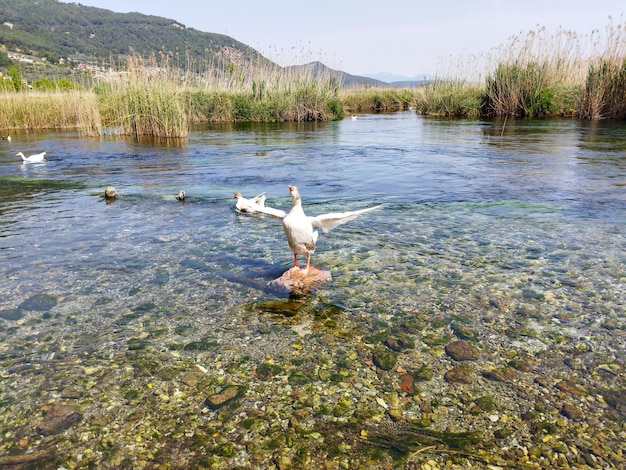 Goose posing in the middle of the river