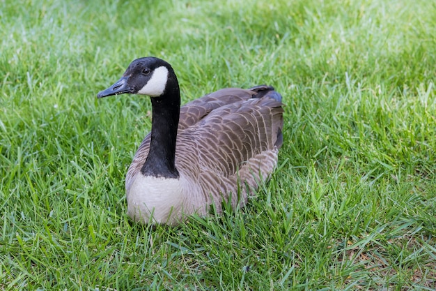 A goose sitting and resting on grass a warm sunny day