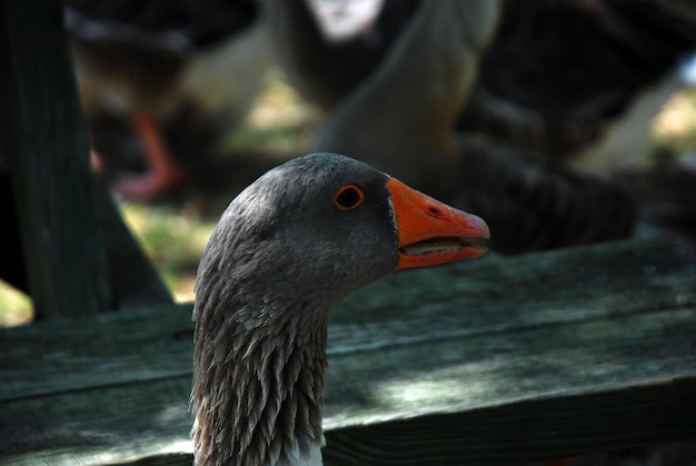 a goose with an orange beak is looking at the camera