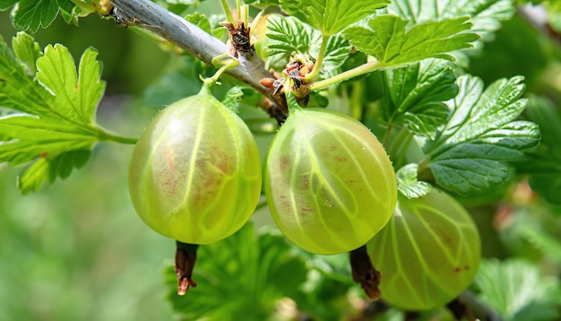 Gooseberries on the bush detail view green fruits