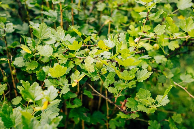 Gooseberry green branch blurred background garden bush foliage selective focus berry shrub growing f