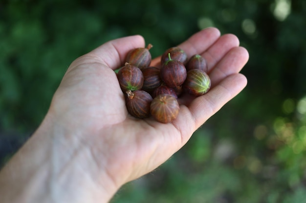 Gooseberry in hand Berry in palm