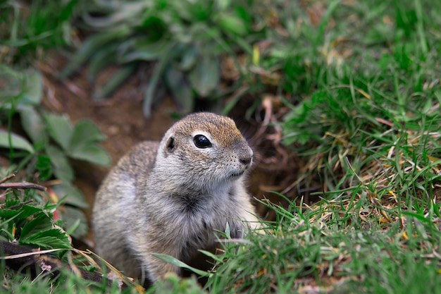 Gopher in a green field peeking out of a burrow