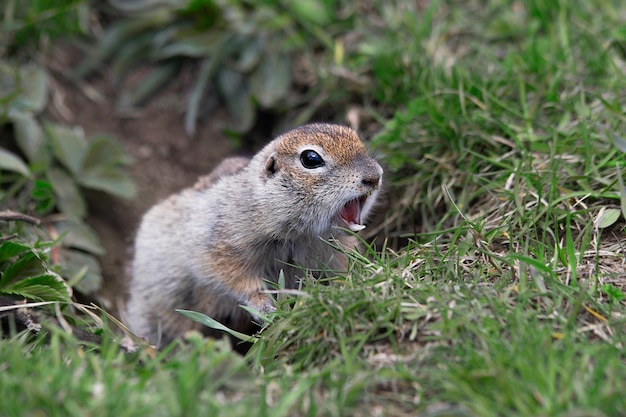 Gopher screaming in the field