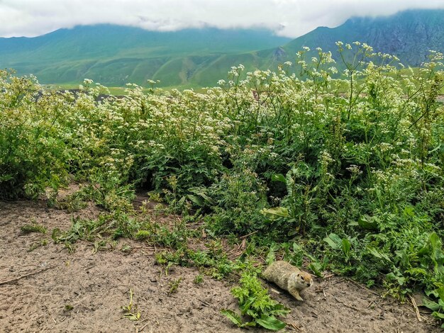 Gophers in the grass in the KalaKulak gorge KabardinoBalkaria Russia