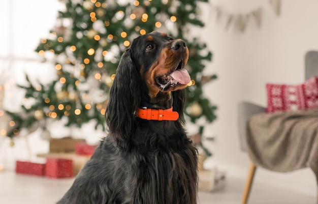 Gordon setter in Christmas time