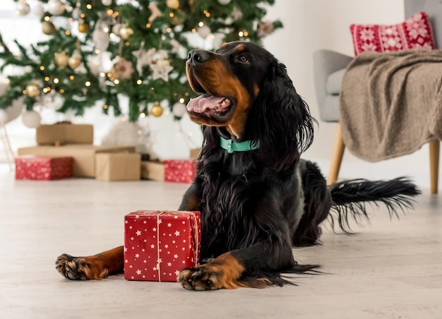 Gordon setter in Christmas time