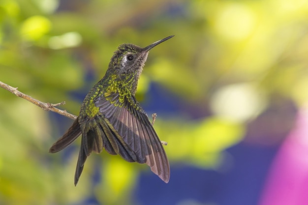 Gorgeous bee hummingbird at the end of a tiny branch, looking up with a wonderous background