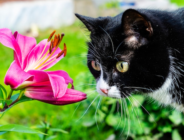 A gorgeous black cat is looking at a beautiful flower.