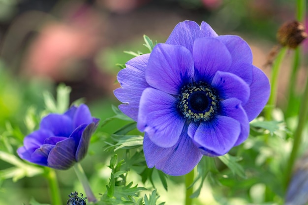 Gorgeous blue anemone on a green background Gardening perennial flowers