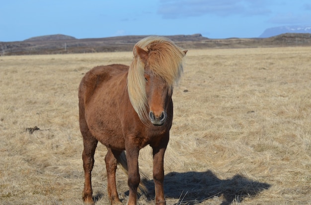 Gorgeous chestnut Icelandic horse standing in a field in Iceland.