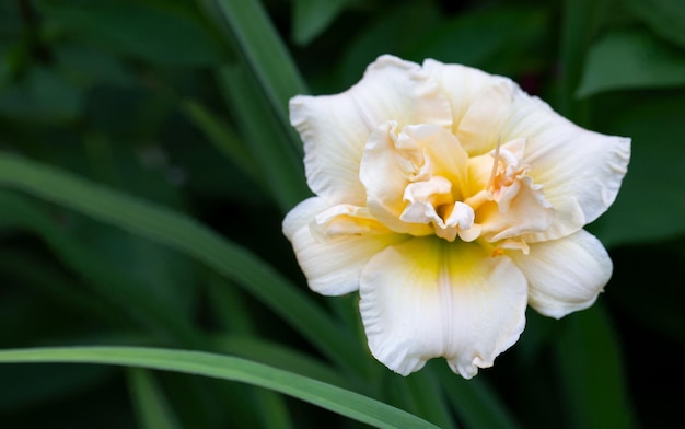 Gorgeous daylily flower on natural background Gardening perennial flowers