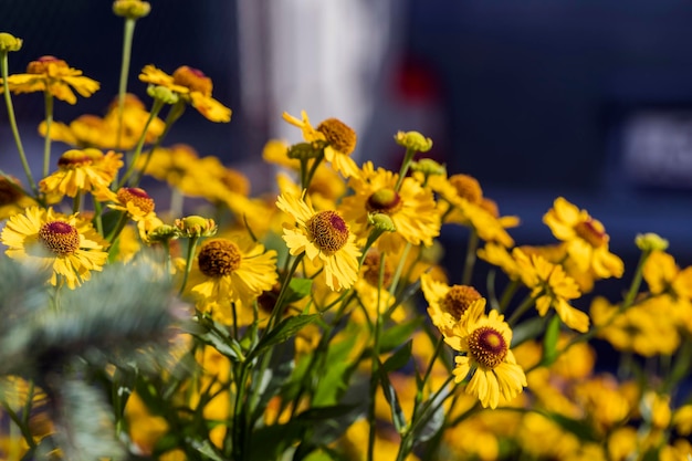 Gorgeous floral landscape chic background of flowers