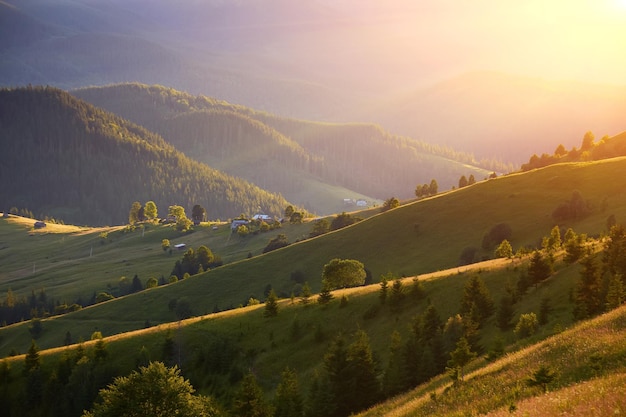 Gorgeous foggy sunrise in Carpathian mountains lovely summer landscape of Volovets district purple flowers on grassy meadows and forested hill in fog