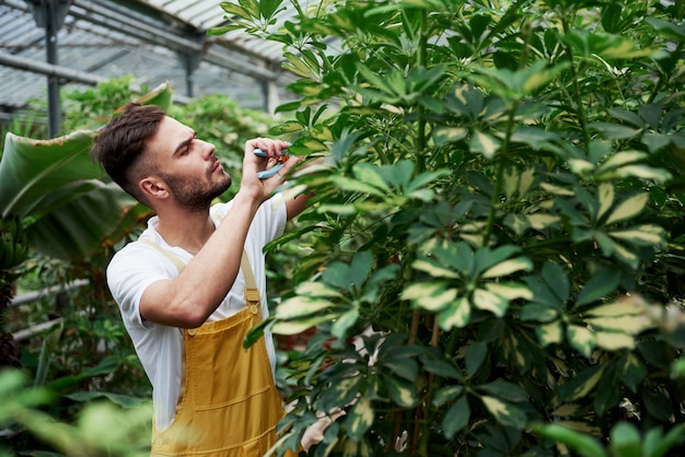 Gorgeous high plants. Attractive stylish bearded man works in hothouse.