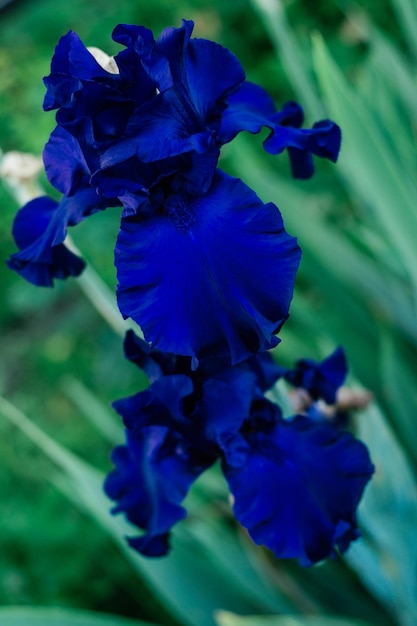 Gorgeous inflorescence of dark blue flower of Germanic iris Challenge blossoming in garden Vertical