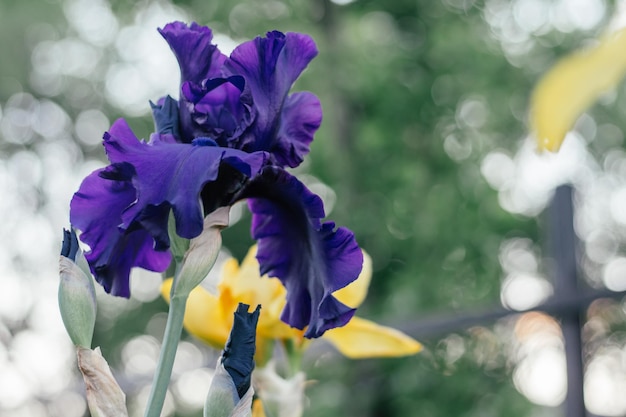 Gorgeous inflorescence of dark blue flower of Germanic iris Challenge blossoming in garden