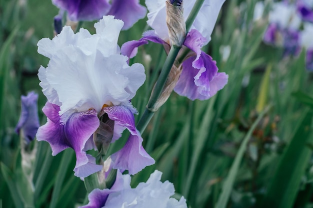 Gorgeous inflorescence of white and purple flower of Germanic iris Marguerite blossoming in garden Nature and spring