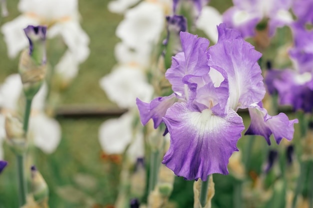 Gorgeous inflorescence of white and purple flower of iris blossoming in garden soft focus close up