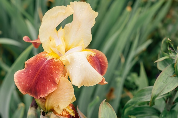 Gorgeous inflorescence of yellow and burgundy flower iris blossoming in garden Gardening and horticulture