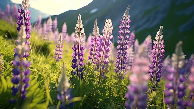 Gorgeous landscape with blooming lupine flowers field