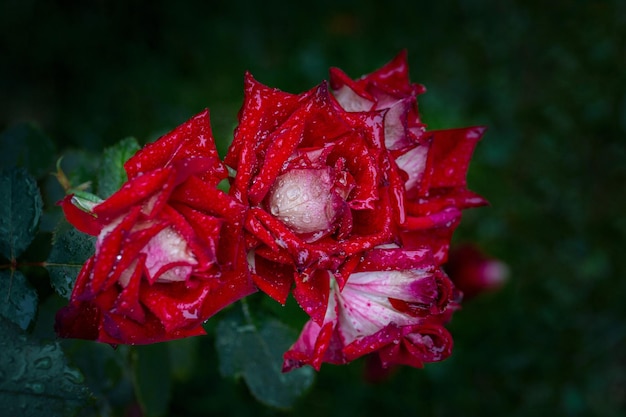 Gorgeous lush red roses in raindrops on a dark green background Card Beauty of nature Floriculture hobby