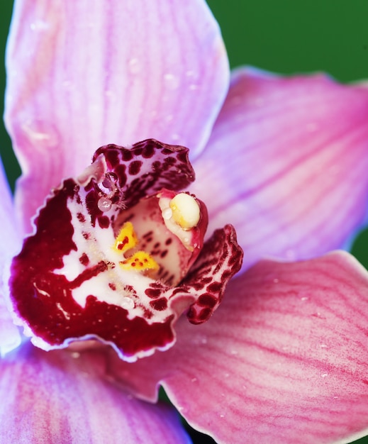 Gorgeous orchid flower